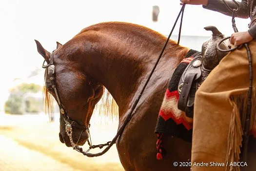 Cavalo Árabe participa do 19º Encontro de Horsemanship UC