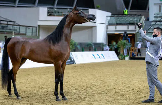 Criação brasileira do cavalo Árabe é destaque nas maiores exposições do mundo