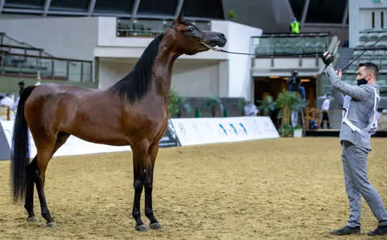 Criação brasileira do cavalo Árabe é destaque nas maiores exposições do mundo