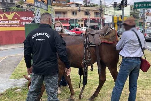 Equipe Ambiental de Ribeirão Pires salva cavalo vítima de maus tratos