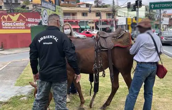 Equipe Ambiental de Ribeirão Pires salva cavalo vítima de maus tratos