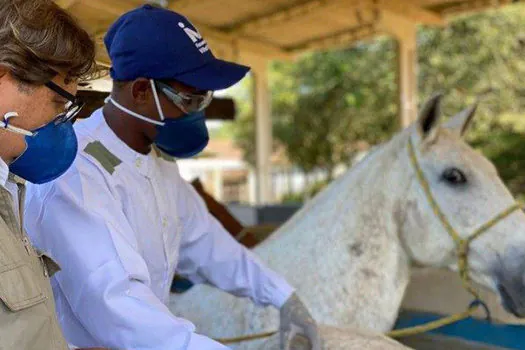 Cientistas criam soro com anticorpos de cavalo capaz de neutralizar coronavírus