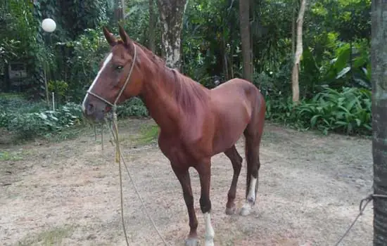 GCM de Diadema prende acusado de maltrato animal