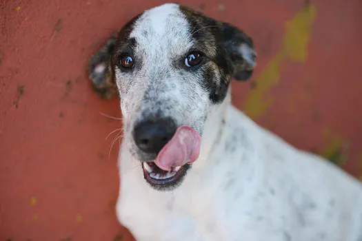 CCZ de São Bernardo realiza feira de adoção de animais