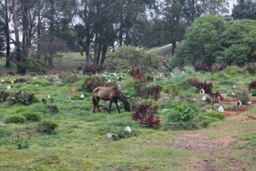 Cavalos, ossadas expostas e túmulos abertos: TCM relata problemas em cemitérios de SP