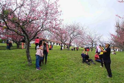 Sábado começa a 25ª edição do Festival das Cerejeira Bunkyos, em São Roque