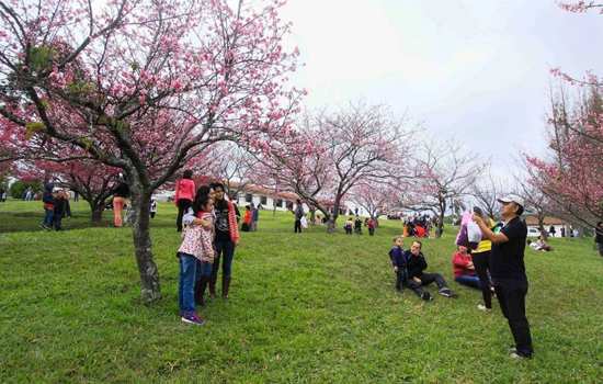 Sábado começa a 25ª edição do Festival das Cerejeira Bunkyos