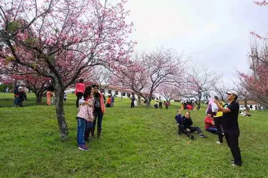 Festival das Cerejeira Bunkyos termina no próximo fim de semana