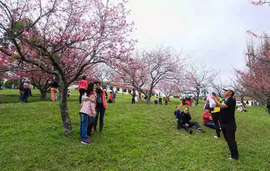 Festival das Cerejeira Bunkyos termina no próximo fim de semana