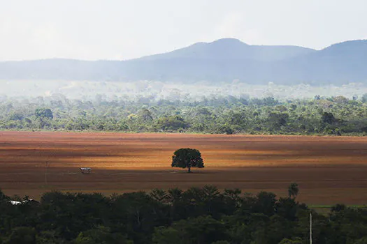 Cerrado registra menor desmatamento da série histórica, mas patamar ainda é alto