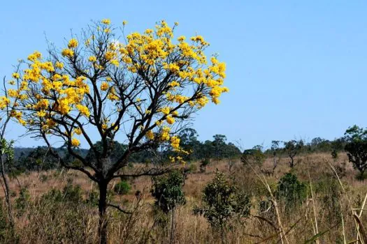 Cerrado registra aumento no desmatamento de 25% neste ano