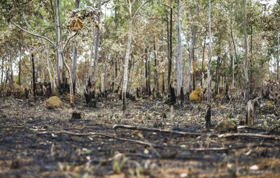 O Cerrado poderá ter extinção de um terço de espécies nativas em 30 anos