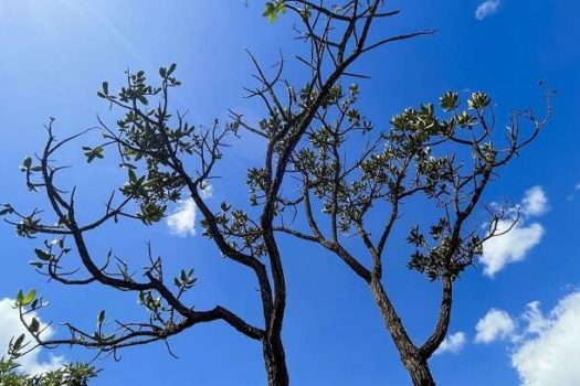 Alertas de desmatamento batem recorde no Cerrado