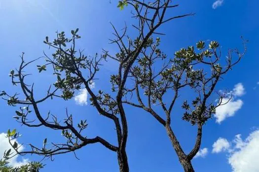 Alertas de desmatamento batem recorde no Cerrado