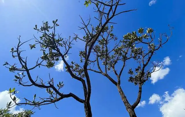 Alertas de desmatamento batem recorde no Cerrado