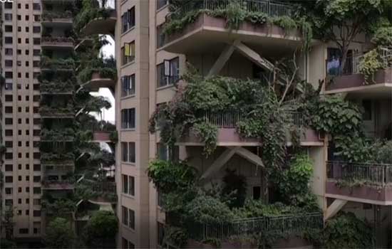 Chineses fogem de apartamentos após plantas invadirem sacadas