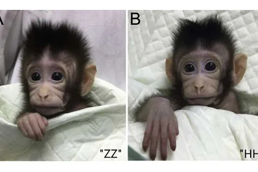 Cientistas usam técnica que criou ovelha Dolly para clonar macacos com sucesso