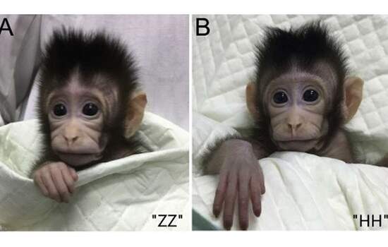 Cientistas usam técnica que criou ovelha Dolly para clonar macacos com sucesso