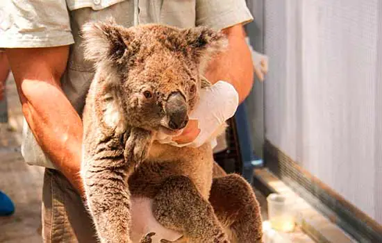 Luvas e mamadeiras para coalas: como a Austrália está cuidando de seus animais resgatados