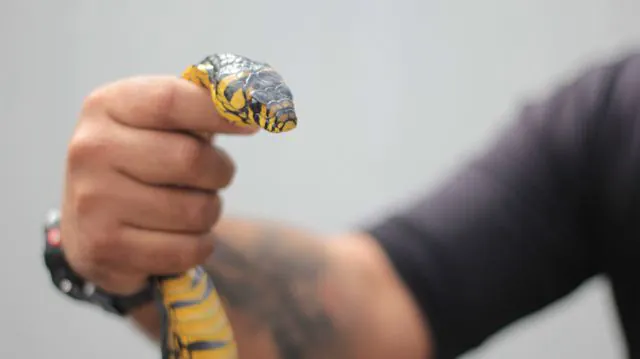 Equipe Ambiental de Ribeirão Pires captura cobra rara