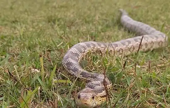 Equipe Ambiental de Ribeirão Pires captura cobra exótica