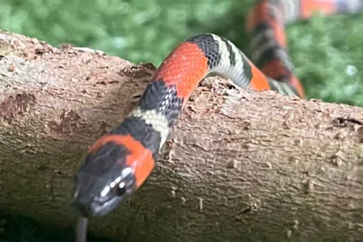 Equipe de Proteção à Fauna captura Cobra Falsa-Coral em Ribeirão Pires