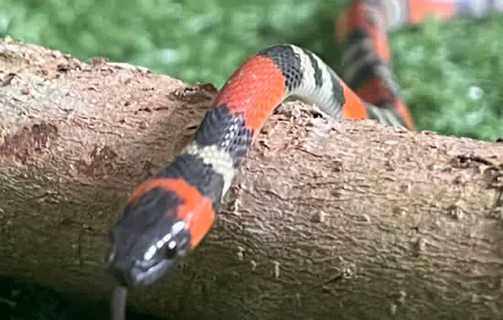 Equipe de Proteção à Fauna captura Cobra Falsa-Coral em Ribeirão Pires