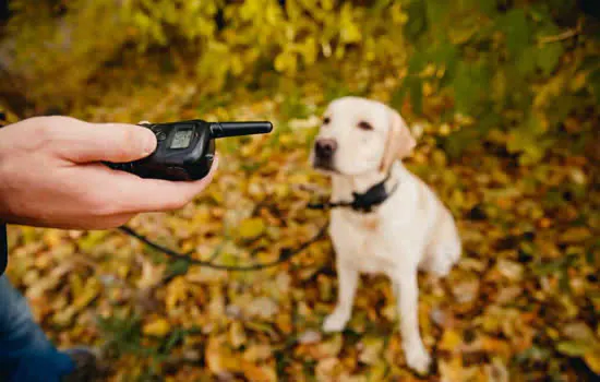 Projeto de Lei proíbe o uso da coleira de choque em animais de São Caetano