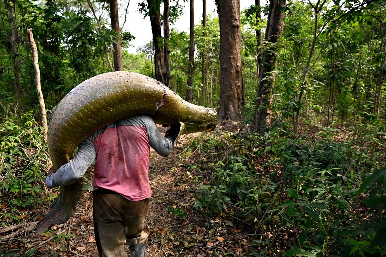 Coletivo busca novos mercados para o pirarucu de manejo sustentável do Amazonas