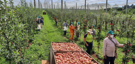 Vacaria, no Rio Grande do Sul, espera 12 mil trabalhadores para a colheita da maçã