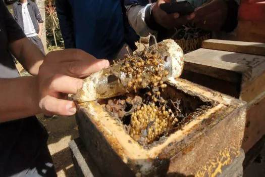 Tem Abelha no Meu Jardim: uma imersão no mundo das abelhas nativas sem ferrão; veja vídeo