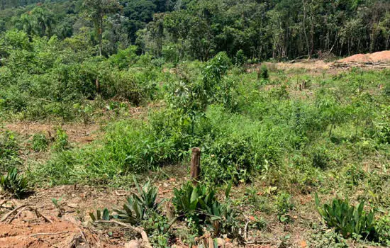 Operação em SP flagra comércio ilegal de lotes em áreas preservadas