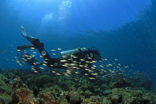 Inscrições abertas para Concurso BIOMAR de FotoSub – Edição Abrolhos