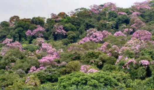 Ribeirão Pires divulga fotos vencedoras de concurso “Biodiversidade do Seu Bairro”