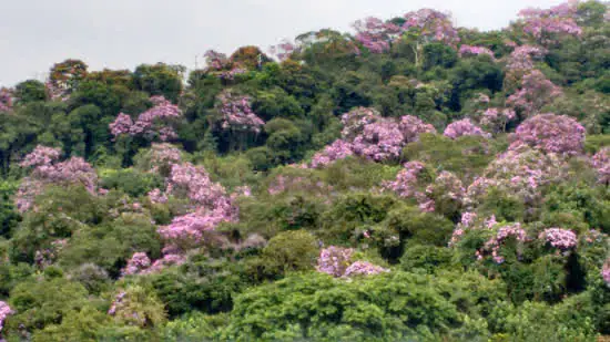 Ribeirão Pires divulga fotos vencedoras de concurso “Biodiversidade do Seu Bairro”