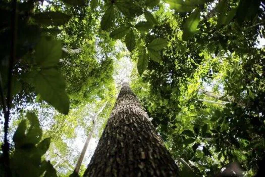 Conhecimentos tradicionais podem salvar planeta, diz líder quilombola