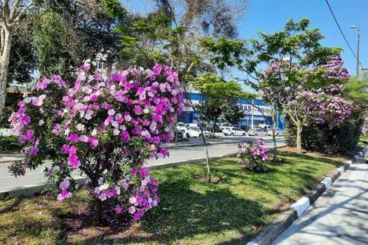 Mais de 300 manacás florescem no Corredor Metropolitano ABD, gerenciado pela EMTU