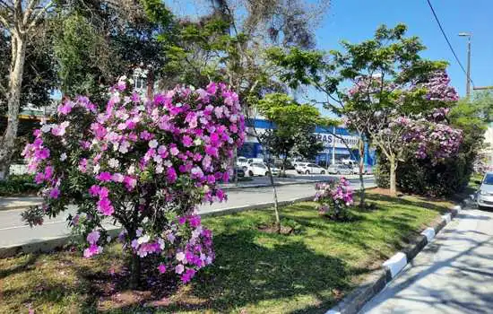 Mais de 300 manacás florescem no Corredor Metropolitano ABD