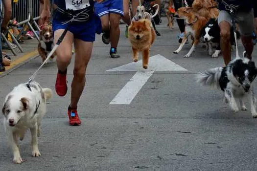 Finde Run traz evento esportivo para pets e toda a família, com apoio da Castelo Alimentos