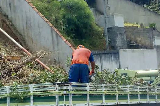 Avenida Ribeirão Pires recebe poda preventiva de árvores