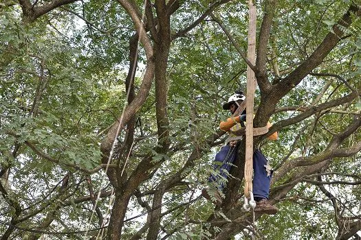 Corte preventivo evita queda de árvores sobre moradias em Diadema