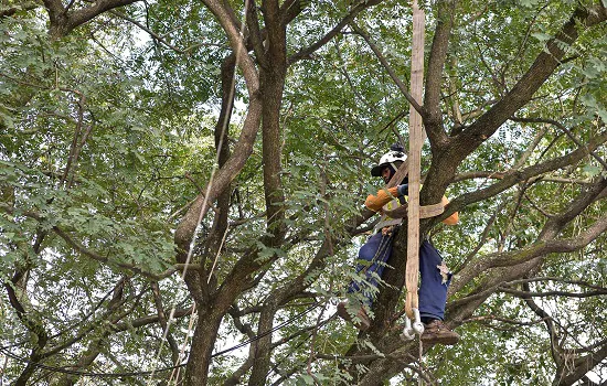 Corte preventivo evita queda de árvores sobre moradias em Diadema