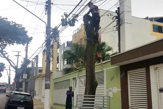 Santo André flagra corte ilegal de árvore em calçada na Vila Assunção