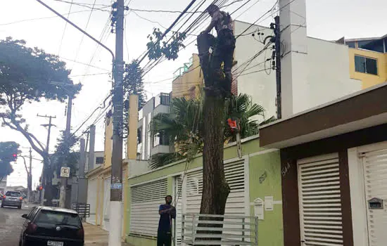 Santo André flagra corte ilegal de árvore em calçada na Vila Assunção