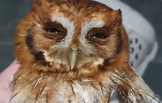 Equipe de Proteção à Fauna de Ribeirão Pires resgata coruja