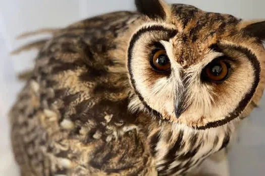 Duas aves foram resgatadas neste fim de semana em Ribeirão Pires