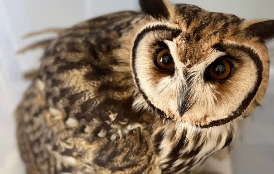 Duas aves foram resgatadas neste fim de semana em Ribeirão Pires