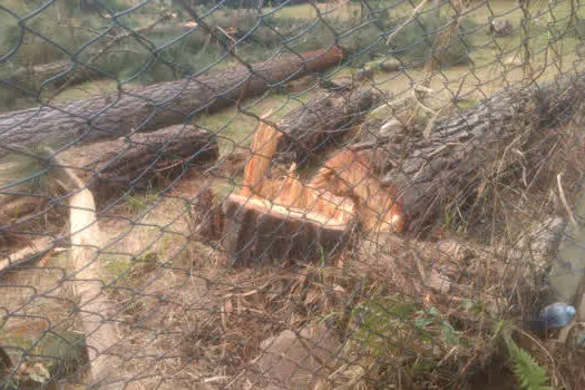 GCM de Ribeirão Pires autua crime ambiental na Quarta Divisão