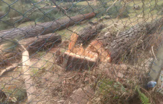 GCM de Ribeirão Pires autua crime ambiental na Quarta Divisão