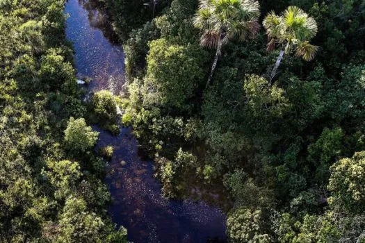 ICMBio divulga balanço sobre combate a crimes ambientais